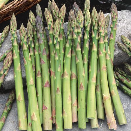 Jersey Knight, Asparagus Roots - 10 Crowns image number null